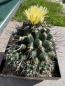 Preview: Thelocactus panarottoanus